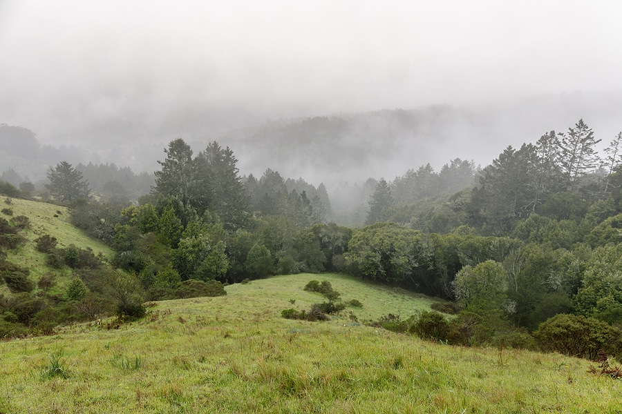 Foggy views of Pine trees and rolling hills from Sun Trail in Mill Valley.